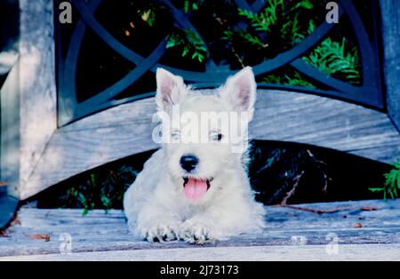 West Highland White Terrier Welpe auf Holzstuhl im Freien Stockfoto