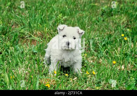 West Highland White Terrier Welpe im Gras Stockfoto