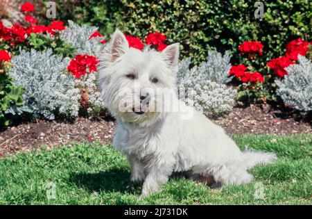 West Highland White Terrier vor roten und weißen Blumen Stockfoto