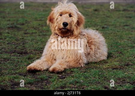 Goldendoodle draußen auf Gras Stockfoto