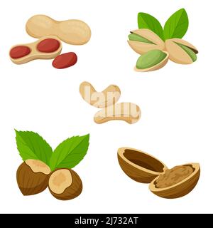 Eine Reihe von verschiedenen Nüssen. Cashewkerne, Erdnüsse, Pistazien, Haselnüsse, Walnüsse in Muscheln. Gesunde Lebensmittel, eine Zutat. Flach, im Cartoon-Stil. Farbvektor il Stock Vektor