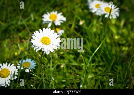 Kamille blüht zwischen grünem Gras und Blättern Stockfoto