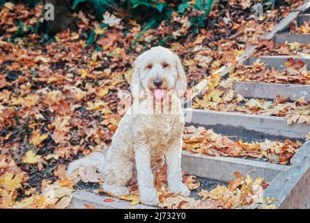 Goldendoodle, das im Herbst auf Holztreppen sitzt Stockfoto