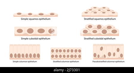 Epithelgewebezellen: Plattenepithelzellen (abgeflacht, dünn), kuboidal (kastig, so breit wie groß), säulenförmig (rechteckig), pseudostratifiziert. Stock Vektor