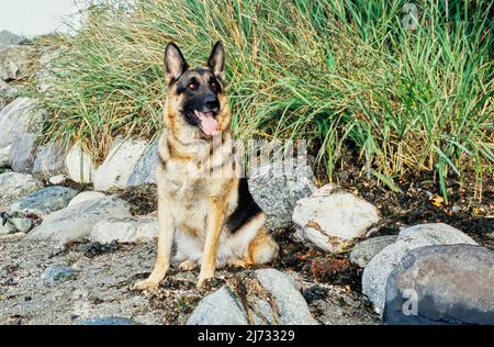 Deutscher Schäferhund sitzt draußen auf Felsen vor langem Gras Stockfoto