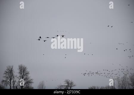 Ein skien von Wandergänsen, die im Februar 2022 bei einem Flug über dem Sauvie Island Wildlife Area in der Nähe von Portland, Oregon, gesehen wurden. Stockfoto