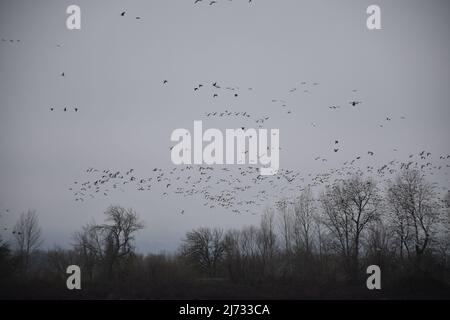 Ein skien von Wandergänsen, die im Februar 2022 bei einem Flug über dem Sauvie Island Wildlife Area in der Nähe von Portland, Oregon, gesehen wurden. Stockfoto