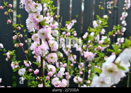 Schöne rosa Sakura Blüten, Kirschblüte im Frühling gegen blauen Himmel, getöntes Bild mit Sonnenleck Stockfoto