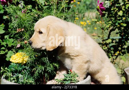 Golden Retriever Welpe in Blumentopf Stockfoto