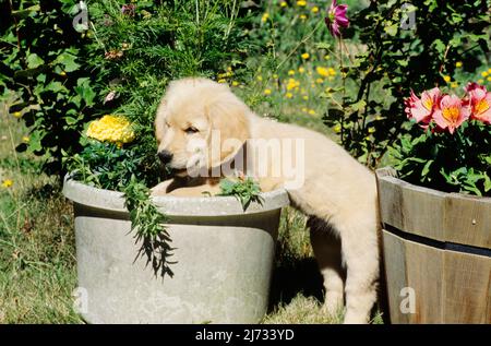 Golden Retriever Welpe in Blumentopf Stockfoto