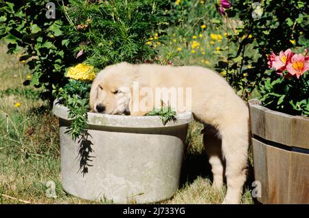 Golden Retriever Welpe in Blumentopf Stockfoto