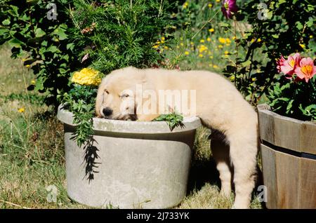 Golden Retriever Welpe in Blumentopf Stockfoto