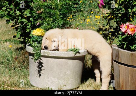 Golden Retriever Welpe in Blumentopf Stockfoto