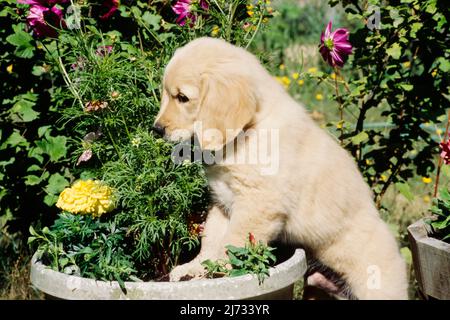 Golden Retriever Welpe in Blumentopf Stockfoto