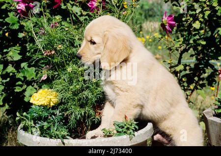 Golden Retriever Welpe in Blumentopf Stockfoto
