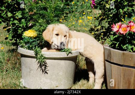 Golden Retriever Welpe in Blumentopf Stockfoto