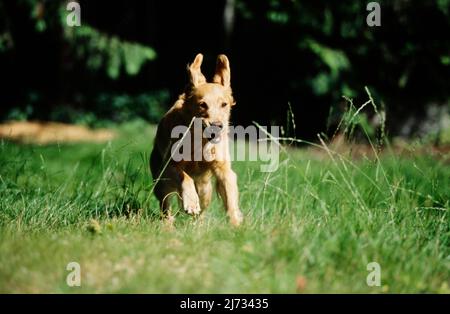 Golden Retriever Welpe läuft im Feld Stockfoto