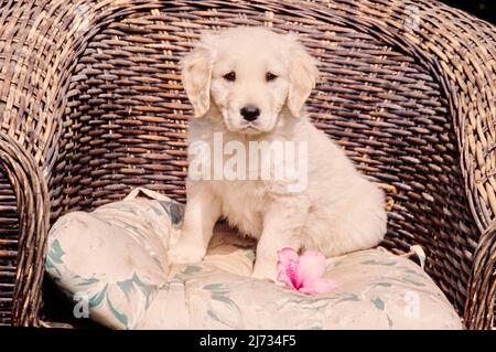 Golden Retriever Welpe in Korbstuhl Stockfoto