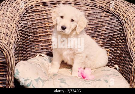 Golden Retriever Welpe in Korbstuhl Stockfoto