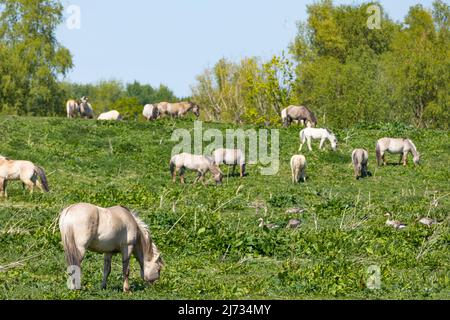 Konik Pferde grasen im Naturpark Oostvaardersplassen in den Niederlanden Stockfoto