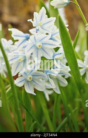 Blühender gestreifter Tintenschill Puschkinia scilloides, auch bekannt als Schneewehe oder frühe Stardrift-Blüten Stockfoto