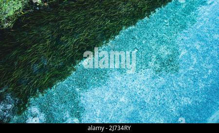 Klares blaues Wasser in Rock Springs Run im Kelly Park in Apopka, Florida Stockfoto