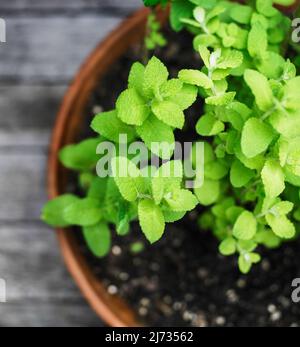 Junge Minzpflanze, die im Terrakotta-Topf draußen wächst Stockfoto