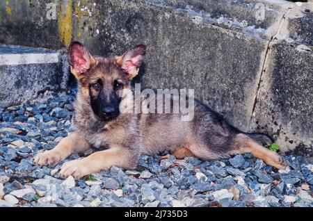 Deutscher Schäferhund legt sich in Felsen vor Betontreppen nieder Stockfoto