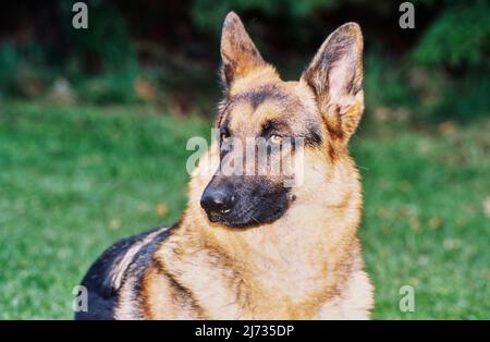 Nahaufnahme des deutschen Schäferhundes im Freien Stockfoto