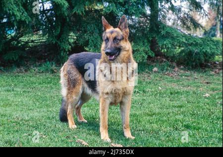 Deutscher Schäferhund, der draußen im Gras steht Stockfoto