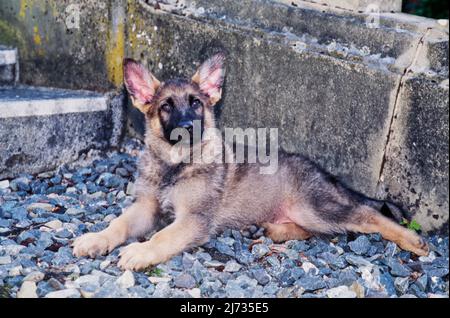 Deutscher Schäferhund legt sich in Felsen vor Betontreppen nieder Stockfoto