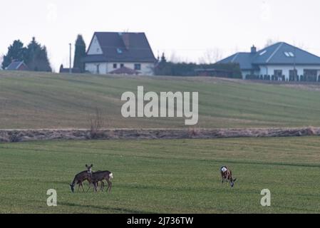 Eine Herde Rehe auf einer grünen Frühlingswiese. Rehe fressen Gras. Wilde Tiere von Capreolus capreolus leben in freier Wildbahn in Europa. Stockfoto