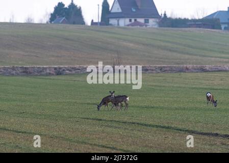 Eine Herde Rehe auf einer grünen Frühlingswiese. Rehe fressen Gras. Wilde Tiere von Capreolus capreolus leben in freier Wildbahn in Europa. Stockfoto