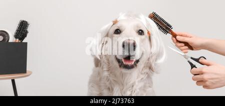 Groomer kümmert sich um niedlichen Hund in Perücke auf hellem Hintergrund Stockfoto