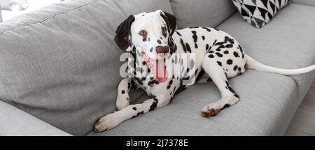 Lustiger dalmatinischer Hund liegt auf dem Sofa Stockfoto