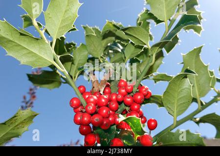 Europäische Stechpalme (Ilex aquifolium) oder Gewöhnliche Stechpalme, Hülse - rote Früchte am Strauch Stockfoto