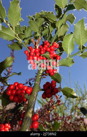 Europäische Stechpalme (Ilex aquifolium) oder Gewöhnliche Stechpalme, Hülse - rote Früchte am Strauch Stockfoto