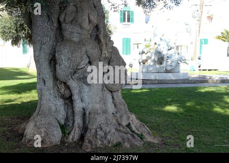 Knarrischer Stamm eines Olivenbaums in Apulien, Italien Stockfoto