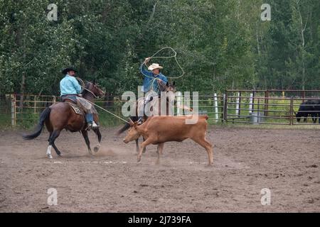 Die Teilnehmer treten beim jährlichen Ranch Rodeo in Madden, Alberta, Kanada, an der Calf-Roping-Veranstaltung an. Stockfoto