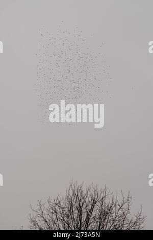 Viele Vögel Keil fliegt in düsteren dramatischen Himmel über Herbstbaum. Schar von Gänsen fliegen in Formation im Winter im Naturpark. Silhouette der Vögel auf Stockfoto