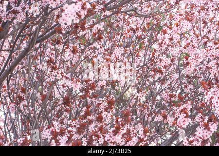 Nahaufnahme von Kirschblüten auf einem Baum in Flagstaff, Arizona. Stockfoto