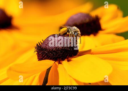 Eine weibliche langgehörnte Biene, die sich über eine schwarzäugige Susanblume bewegt und eine dichte Ladung Pollen auf ihren Hinterbeinen trägt. Stockfoto