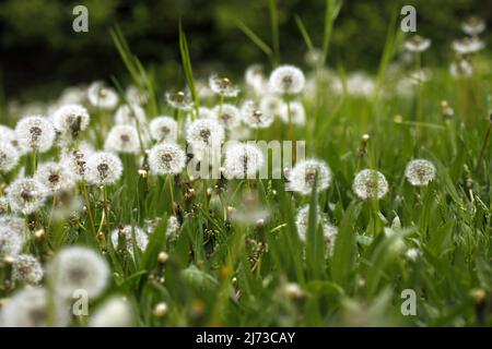 5. Mai 2022, Berlin, Berlin-Steglitz, Deutschland: Dandelion auf einer Wiese im Berliner Stadtteil Steglitz. (Bild: © Simone Kuhlmey/Pacific Press via ZUMA Press Wire) Bild: ZUMA Press, Inc./Alamy Live News Stockfoto