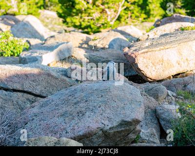 Der süße Clarks Nussknacker steht auf einem Felsen im Rocky Mountain National Park, Colorado Stockfoto