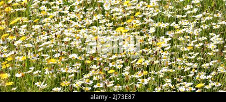 Multitud de flores silvestres en el campo en primavera Stockfoto