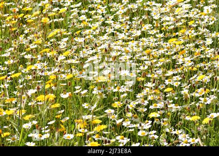 Multitud de flores silvestres en el campo en primavera Stockfoto