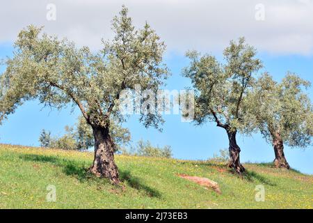 Olivos en el campo con el cielo azul y las nubes de fondo Stockfoto