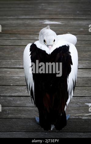 Ein großer Pelikan mit Kopf in den hinteren Flügeln auf einem Steg Stockfoto