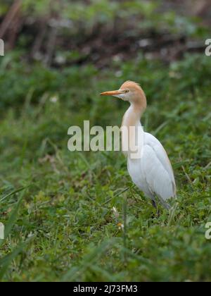 Ostrinderreiher (Bubulcus coromandus), vertikales Porträt eines einzelnen Vogels, Brutgefieder, auf grasbewachsenem Ufer, Mai Po, Hongkong, China 20. April 2022 Stockfoto