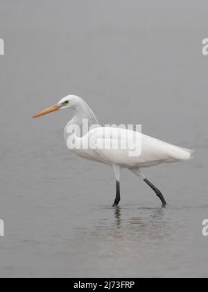 Chinesischer Reiher (Egretta eulophotes), Mai Po Nature Reserve, Hongkong, China April 2022 Stockfoto